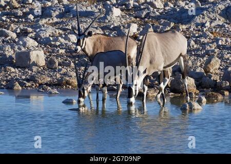 Gemsboks (Oryx gazella), Erwachsene mit zwei Jungen im Wasser, trinken in der Abendsonne, Okaukuejo Wasserloch, Etosha Nationalpark, Namibia, Afrika Stockfoto