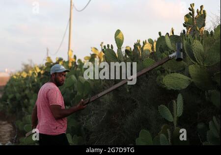 Khan Younis. Juli 2021. Ein Landwirt erntet während der Erntezeit auf einem Bauernhof in der Stadt Khan Younis im südlichen Gazastreifen, 13. Juli 2021, stachelige Birnen. Kredit: Yasser Qudih/Xinhua/Alamy Live Nachrichten Stockfoto