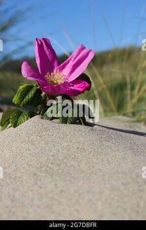 Hagebutte wächst auf einem Hügel aus Sand. Blume im Dünengebiet. Stockfoto