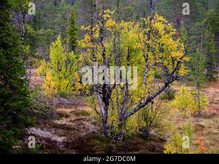 Birken mit intensiven gelben Herbstfarben auf Ripfjället, Vemdalen, Schweden Stockfoto