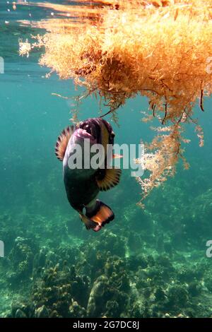 Balistoides viridescens, Koh Tao Tailandia Stockfoto