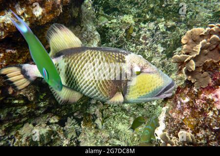 Balistoides viridescens, Koh Tao Tailandia Stockfoto