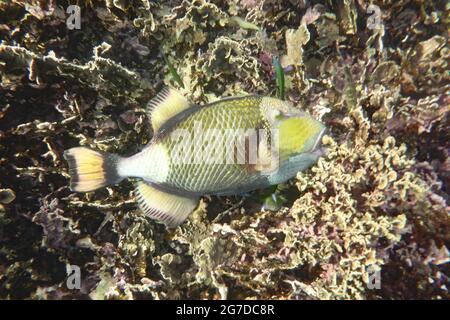 Balistoides viridescens, Koh Tao Tailandia Stockfoto