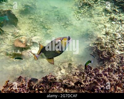 Balistoides viridescens, Koh Tao Tailandia Stockfoto