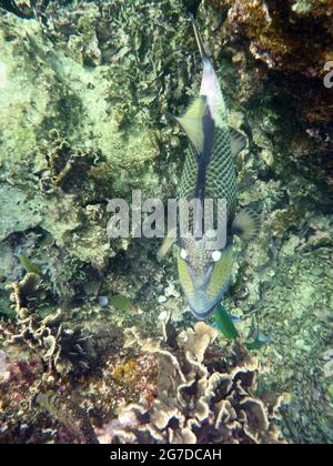 Balistoides viridescens, Koh Tao Tailandia Stockfoto