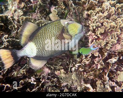 Balistoides viridescens, Koh Tao Tailandia Stockfoto