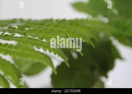 Farnpflanze, Farnpflanze in den Raum, neues Farnpflanzenbild Stockfoto