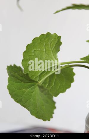 Pflanze Centella asiatica Stockfoto