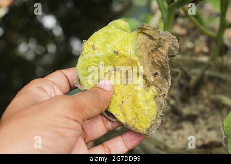 Wurm frisst Kürbisblätter Stockfoto