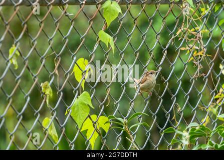 Carolina wren thronte auf einem Kettengliederzaun Stockfoto