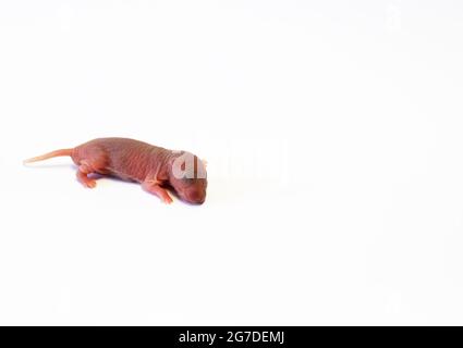 Neugeborene Ratte, rosafarbener Körper, noch keine Haare und Augen noch nicht offen. Tot auf weißem Hintergrund liegend. Speicherplatz kopieren. Stockfoto
