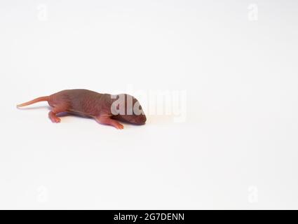 Neugeborene Ratte, rosafarbener Körper, noch keine Haare und Augen noch nicht offen. Tot auf weißem Hintergrund liegend. Speicherplatz kopieren. Stockfoto