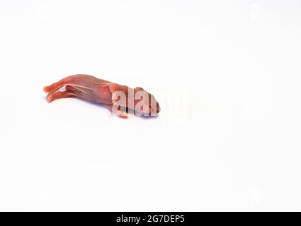 Neugeborene Ratte, rosafarbener Körper, noch keine Haare und Augen noch nicht offen. Tot auf weißem Hintergrund liegend. Speicherplatz kopieren. Stockfoto