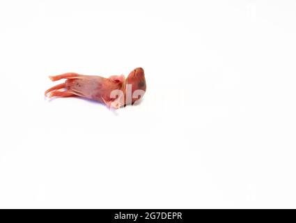 Neugeborene Ratte, rosafarbener Körper, noch keine Haare und Augen noch nicht offen. Tot auf weißem Hintergrund liegend. Speicherplatz kopieren. Stockfoto