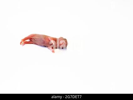 Neugeborene Ratte, rosafarbener Körper, noch keine Haare und Augen noch nicht offen. Tot auf weißem Hintergrund liegend. Speicherplatz kopieren. Stockfoto