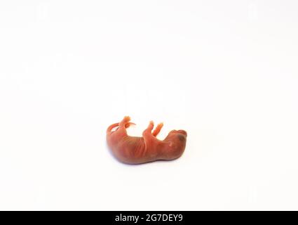 Neugeborene Ratte, rosafarbener Körper, noch keine Haare und Augen noch nicht offen. Tot auf weißem Hintergrund liegend. Speicherplatz kopieren. Stockfoto