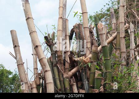 Der tote Bambusstumpf als die Bambusbäume wurden alle abgehauen. Einige sehen jedoch immer noch grün aus. Stockfoto