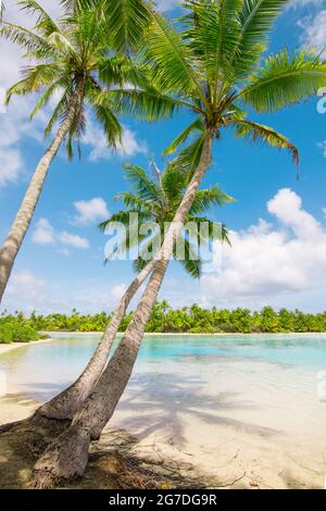 Strand mit Palmen an der Lagune von Fakarava, Französisch-Polynesien. Stockfoto