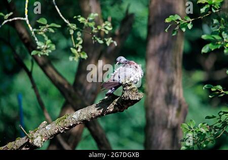 Stock Taube Baden und Preening am Fluss Stockfoto