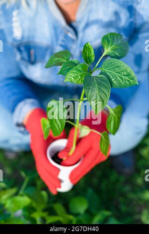 Eine kaukasische Frau in einem Jeansjumpsuit pflanzt im Garten. Ein Plastikbecher mit einem Pfeffersprieß, bereit für Sämlinge, in den Händen einer Frau. Frühjahrssämlinge. Pflanzenpflege. Gemüse gießen und umpflanzen. Konzentrieren Sie sich auf die Anlage. Selektiver Fokus. Stockfoto