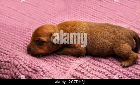 Ein neugeborener Welpe schläft auf einer warmen Strickdecke. Pflege von Haustieren. Der Welpe ist warm und gemütlich. Stockfoto