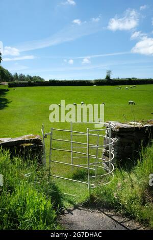 Ein weißes küssendes Tor zu einem Feld weidender Schafe in Huntington, Herefordshire, England, Großbritannien Stockfoto