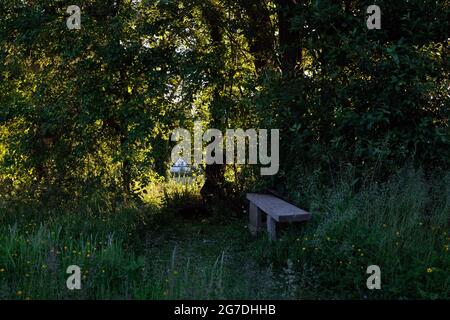 Schattige Lichtung mit Sitzbank in einer Waldecke eines Landgartens in Shropshire, England, Großbritannien Stockfoto