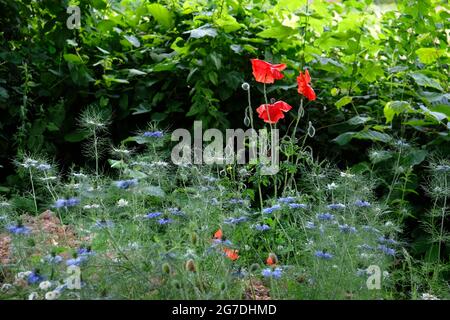 Roter Mohn, Papaver-Rhoeas, unter Love-in-a-Mist, Nigella damascena und andere Gartenwildblumen in Shropshire, England, Großbritannien Stockfoto