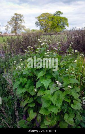 Heckenknoblauchpflanze, Alliara petiolata, neben einer Hecke im April in Shropshire, England, Großbritannien Stockfoto