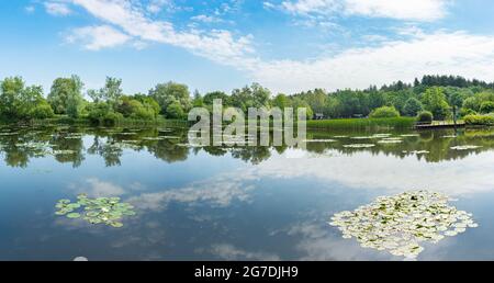 Lake at Moors Valley Country Park and Forest mit Seerosen, die auf dem ruhigen Wasser mit Reflexen der Bäume und dem blauen Sommerhimmel schweben. Stockfoto