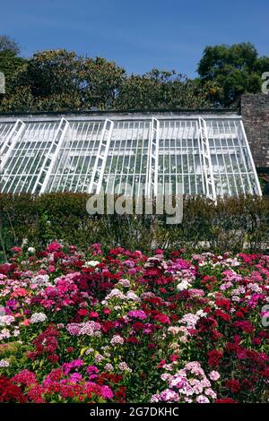 DIANTHUS. SÜSSER WILLIAM. AURICULA AUGEN GEMISCHT. BARBATUS Stockfoto