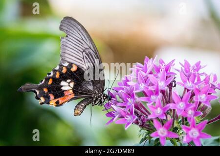 Nahaufnahme eines scharlachroten Mormons (Papilio Rumanzovia) Schmetterlings, der Nektar einer rosa Blume trinkt. Stockfoto