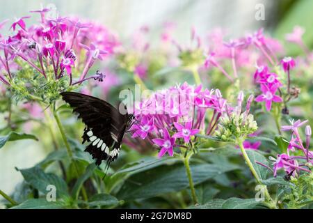 Nahaufnahme eines gewöhnlichen Mormons (Papilio Polytes) Schmetterlings, der Nektar einer rosa Blume trinkt. Stockfoto