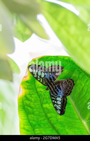 Nahaufnahme des Clippers (Parthenos Sylvia) Schmetterlings, der auf einem Blatt aufgefaltet sitzt Stockfoto