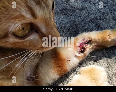 Die orangefarbene Katze hat eine Wunde am Bein. Stockfoto