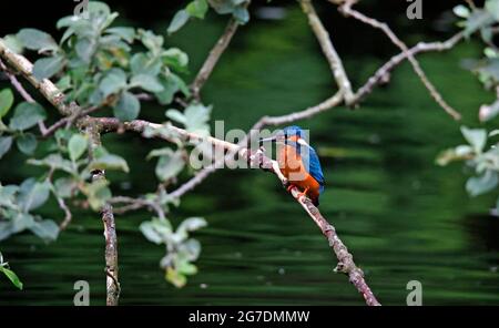 Eisvögel saßen und fischte auf dem Fluss Stockfoto