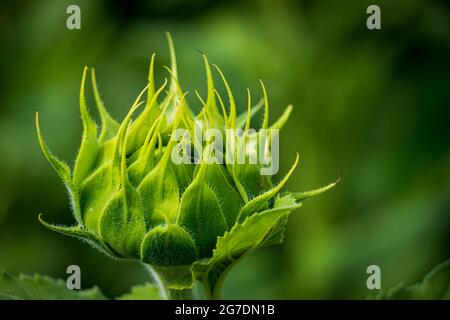 Nahaufnahme einer nicht blühenden Sonnenblumenpflanze, selektiver Fokus Stockfoto