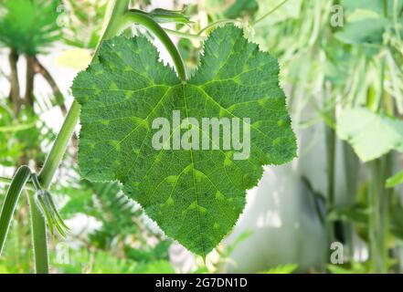 Das Kürbisblatt auf der Rebe im Garten hat herzförmige, grunzgrüne Blätter im Hintergrund. Stockfoto