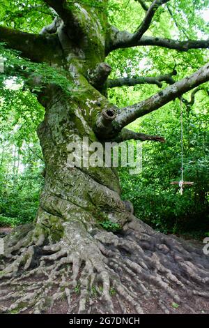 Der verdrehte Stamm einer Buche im Tehidy Country Park, Cornwall, England. Stockfoto