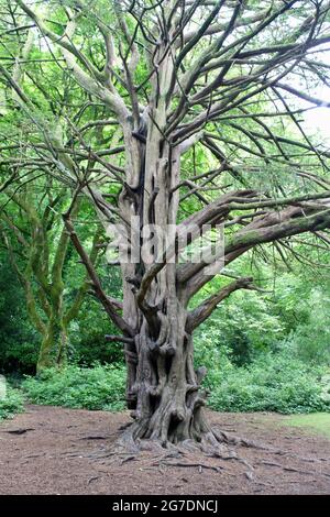 Komplizierter Stamm einer Eibe im Tehidy Country Park, Cornwall. Stockfoto