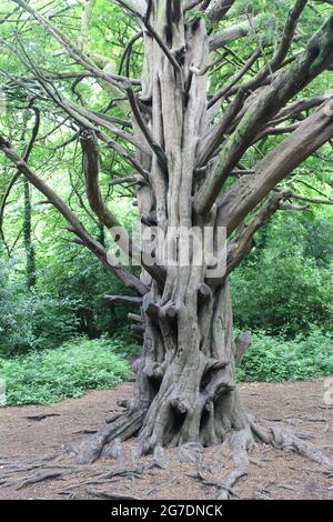 Komplizierter Stamm einer Eibe im Tehidy Country Park, Cornwall. Stockfoto