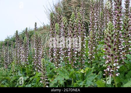 Acanthus mollis im Gartenrand. Stockfoto