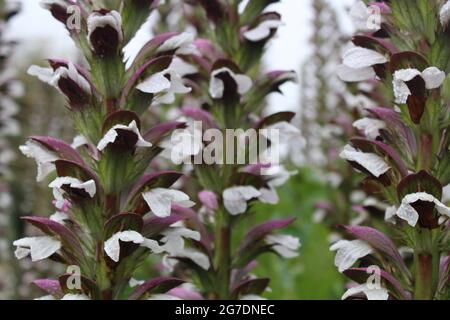 Acanthus mollis Nahaufnahme Stockfoto
