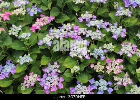 Farbenfrohe Hortensiendarstellung. Stockfoto