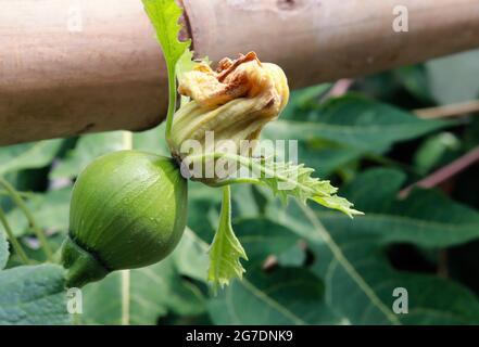 Junger Kürbis mit Blumen an der Spitze, Atmosphäre im Garten. Stockfoto