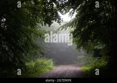 Sexau, Deutschland. Juli 2021. Nebel steht über einem Waldweg an einer Lichtung. Regen, der seit dem Vorabend und in der Nacht gefallen ist, hat dazu geführt, dass Flüsse und Bäche anschwellen und den Boden, der bereits an der Oberfläche gesättigt ist, erweichen. (To dpa: 'Die Überschwemmungsgefahr im Südwesten nimmt zu') Quelle: Philipp von Ditfurth/dpa/Alamy Live News Stockfoto