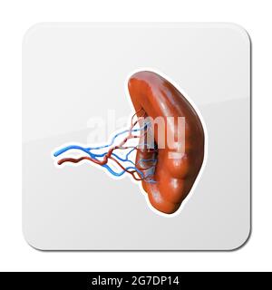 Symbol für flache Milz des Körperteils. Körperteil Milz isoliert auf weißem Hintergrund. Element für Web, Spiel und Werbung, Icon, Illustration 3d Stockfoto