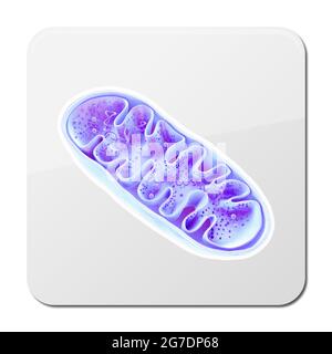 Mitochondrien, zelluläre Organellen, produzieren Energie, Zellenergie und Zellatmung, DNA, 3D-Rendering Illustration Stockfoto