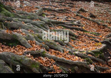 Verzweigte Wurzeln eines alten Baumes auf der Oberfläche der Erde aus der Nähe. Grünes Moos unter den Wurzeln im Herbstwald. Stockfoto
