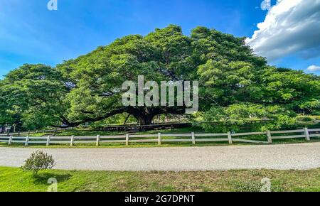 Über 100 Jahre alter Riese Raintree chamchuri in Kanchanaburi, Thailand Stockfoto